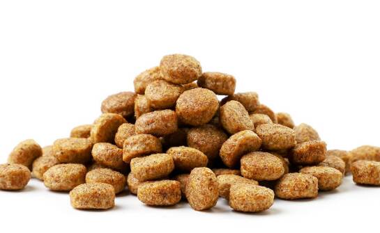 Jak insekty w suchej karmie wpływają na zdrowie kota?