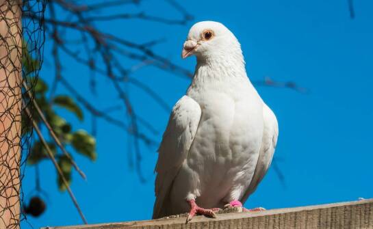 Jak karma wpływa na energię i wytrzymałość gołębi pocztowych?