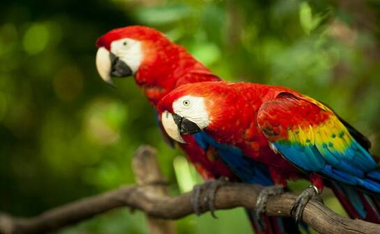 Czym różni się dieta młodych osobników boa od dorosłych osobników?
