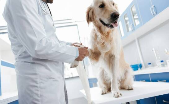 Jak całodobowy weterynarz pomaga w nagłych przypadkach dermatologicznych?