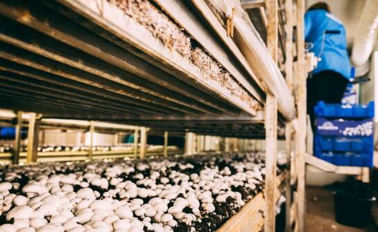 Zestawy do hodowli grzybów i kontrola mikroklimatu