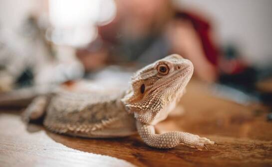 Jakie są najczęstsze pytania klientów dotyczące cennika preparowania zwierząt?