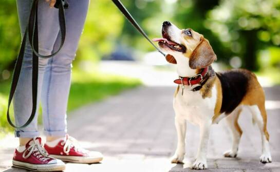 Zajęcia z nosework: jak rozwijają naturalne instynkty psa?