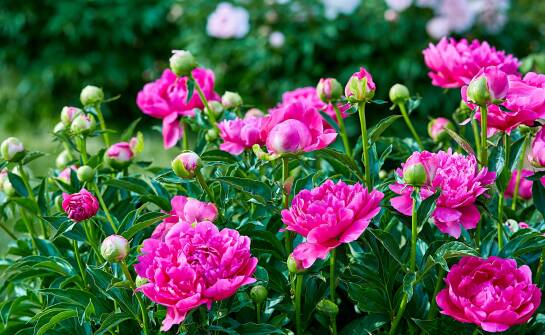 Piwonie sadzonki: Jakie rośliny najlepiej komponują się z nimi w ogrodzie?