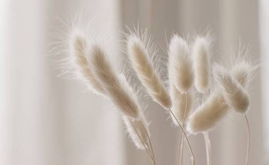 Dmuszek jajowaty: od pola do wazonu – proces uprawy i pielęgnacji