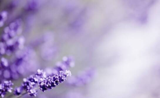 Zastosowanie zatrwianu w dekoracjach na przyjęcia i eventy