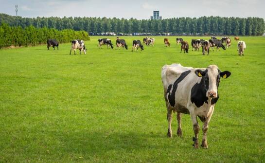 Porównanie różnych źródeł tłuszczu w paszach dla bydła.