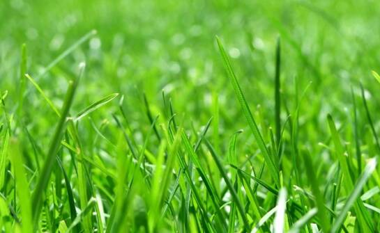 Wpływ trawiastej mieszanki na retencję wody w glebie