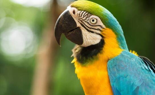 Opieka nad egzotycznymi zwierzętami: jakie kosmetyczne zabiegi oferujemy?