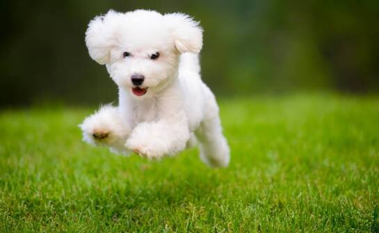 Jak zmienia się kondycja fizyczna psa przy regularnym stosowaniu Acany Pacifica?