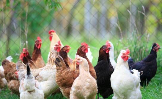 Dlaczego warto stosować promotory wzrostu w hodowli drobiu?