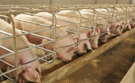 Jakie są efektywne strategie zapobiegania rozprzestrzenianiu się ASF-u?