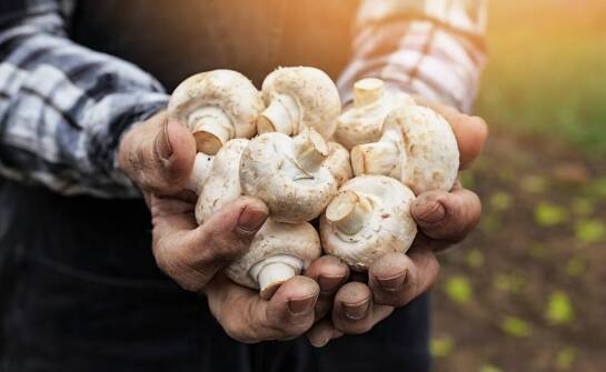 The Impact of Ecological Trends on Choosing a Mushroom Wholesale Supplier