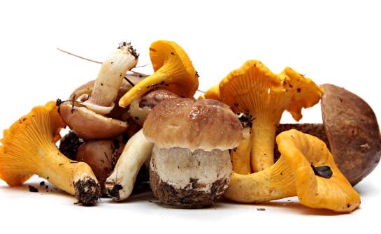 The Role of Mushroom Diversity in Wholesale Offerings for Culinary Creativity