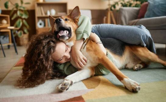 W jaki sposób hodowla monitoruje warunki bytowe niemieckich owczarków?