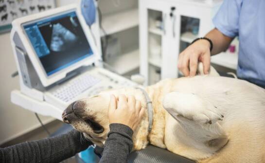Jak RTG pomaga w leczeniu ortopedycznych chorób u zwierząt?