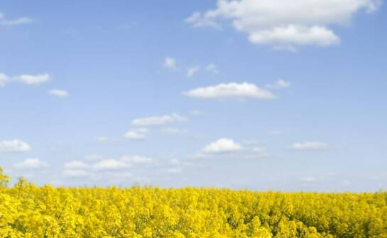 Rośliny bobowate na poplon: klucz do poprawy żyzności gleby