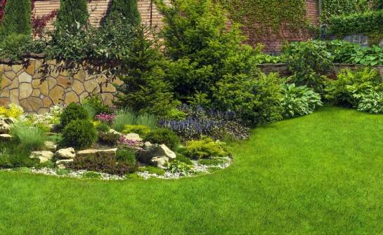 Jakie gatunki traw najlepiej rosną w cieniu?