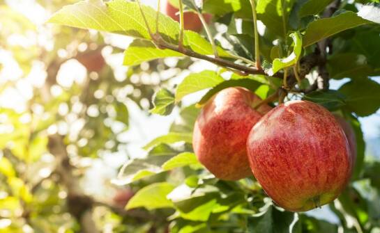 Jakie elementy składają się na sukces uprawy owocowych drzew?