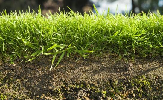 Wpływ jakości nasion na zdrowie i długowieczność trawnika