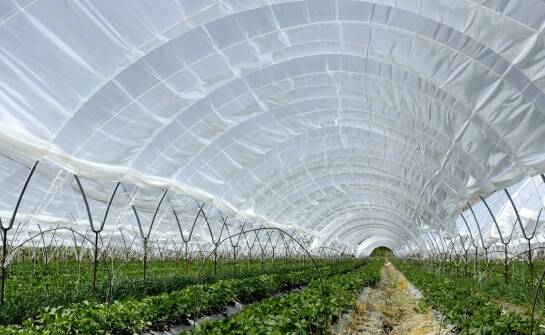 Technologia wirników z krzemionkowym żelem a efektywność osuszania w szklarniach