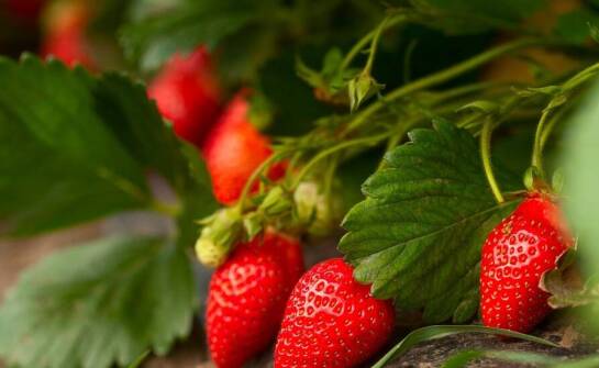 Rola nawożenia w poprawie jakości owoców truskawek