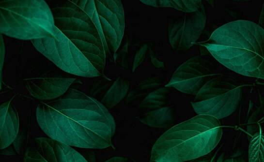 Jak Caralotion może wspomóc w walce z problemami skórnymi?