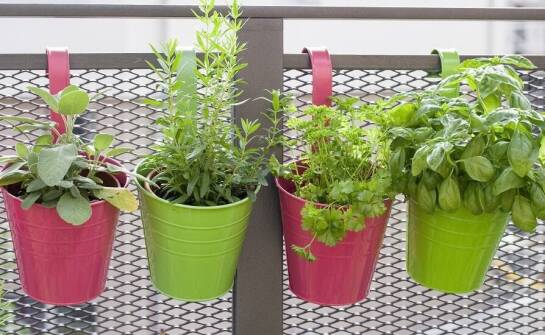 Najlepsze balkonowe rośliny dla początkujących ogrodników