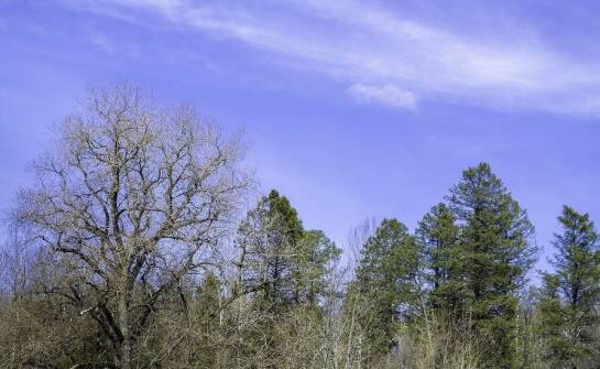 Tworzenie szczegółowej dokumentacji zdrowotnej drzew i krzewów - dlaczego jest to ważne?