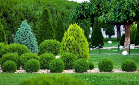 Liściaste krzewy o różnorodnych kształtach liści: co warto wiedzieć?