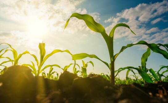 Znaczenie badań gleby w ekologicznym rolnictwie