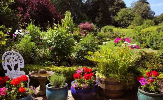 Wieloletnie ozdobne krzewy jako element przyciągający owady zapylające