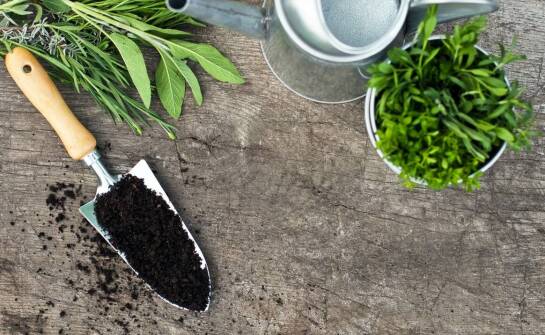 Jakie ogrodnicze akcesoria są niezbędne do pielęgnacji wąskolistnej lawendy?