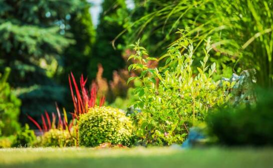 Jak Przedsiębiorstwo Handlowo-Usługowe Las i Ogród dba o jakość swoich usług w zakresie zagospodarowania zieleni terenów?