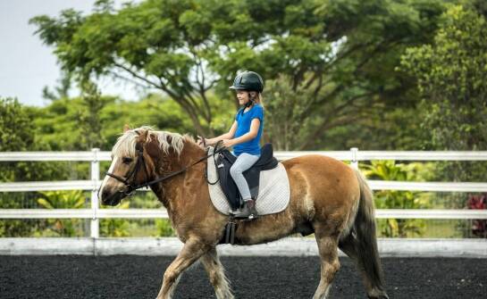 Organizacja wewnątrzklubowych zawodów w ośrodku jeździeckim - co warto wiedzieć?