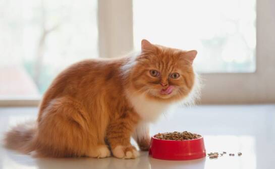 Jakie korzyści niesie ze sobą stosowanie preparatów naturalnych do odrobaczania kotów?