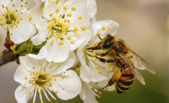 Śnieguliczka – naturalny sprzymierzeniec dla pszczół i producentów miodu
