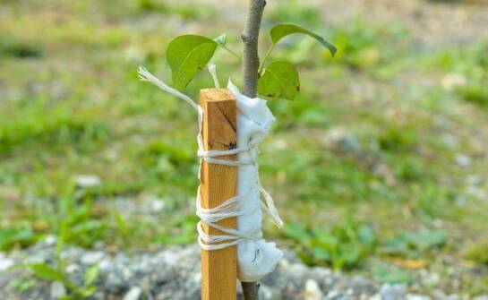 Dlaczego warto inwestować w uprawę kolumnowej gruszy?