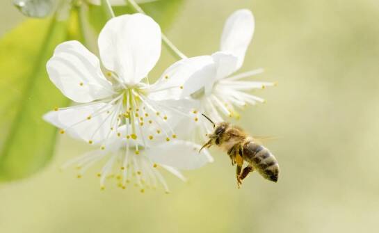 Czy pszczoła może użądlić przez ubranie? Co warto wiedzieć o ochronie?