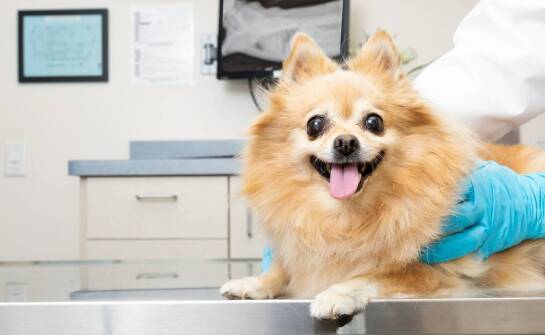 Dlaczego warto wybrać weterynarza w Bolesławcu do opieki nad starszymi zwierzętami?