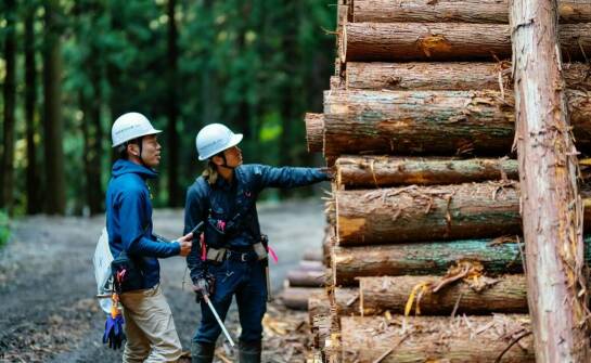Jak wygląda proces czyszczenia lasów krok po kroku?