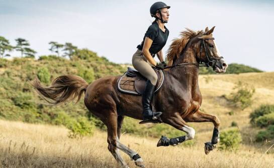 Jakie innowacje w karmnikach dla koni mogą zaskoczyć hodowców?