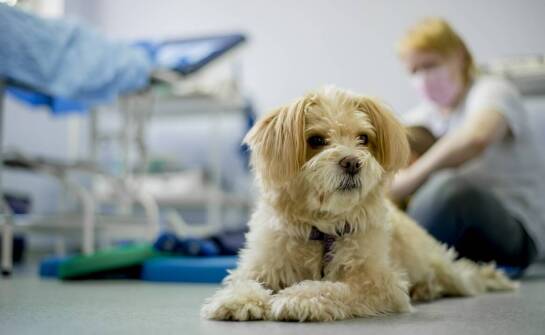 Znaczenie specjalistycznych badań w ofercie weterynarza w Siennicy