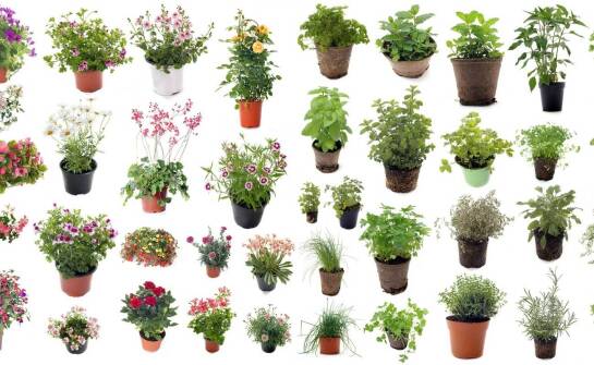 Trująca sansewieria a inne popularne rośliny doniczkowe – porównanie