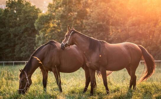Rola legowiskowych mat w redukcji stresu u koni