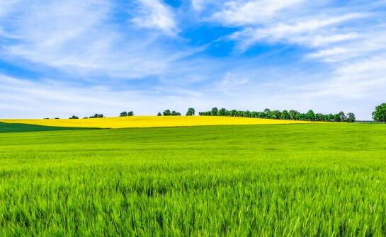 Trawa pastwiskowo-łąkowa: idealne rozwiązanie dla różnorodnych warunków glebowych