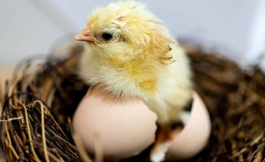 Jak witaminy wpływają na zdrowie układu pokarmowego u kurcząt?