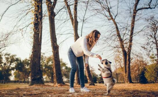 Pastuch dla psa – jak wpływa na relacje między właścicielem a psem?