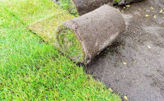 Trawa w rolce - innowacyjne podejście do zazieleniania w miastach