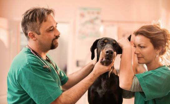 Jak weterynarz w Elblągu dba o zdrowie zębów Twojego pupila?